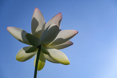 Low angle view of blue flower against clear sky