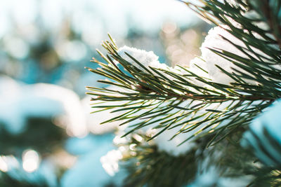 Close-up of pine tree