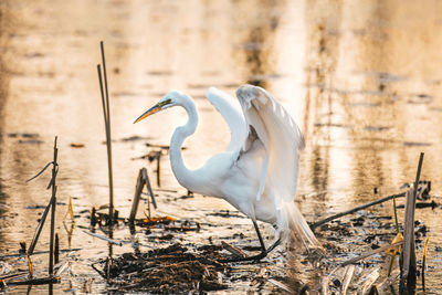 Close-up of bird on field