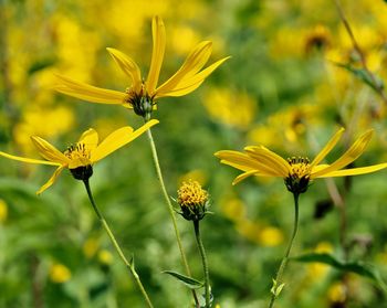 Close-up of insect on yellow flower