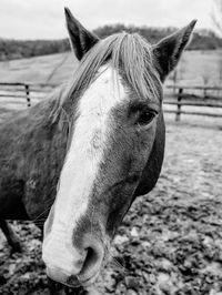 Close-up of a horse on field
