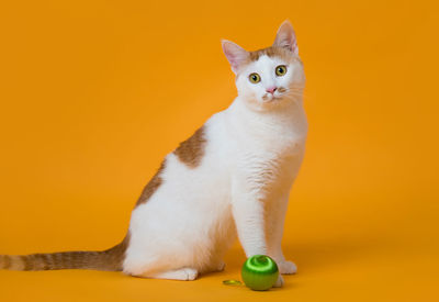 Portrait of cat sitting against orange background