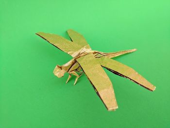 Close-up of insect on green leaf