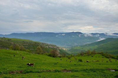 Cows grazing on field against sky