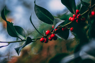 Close-up of berries growing on tree