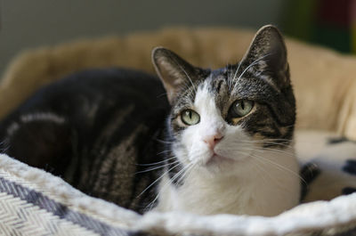 Close-up portrait of a cat