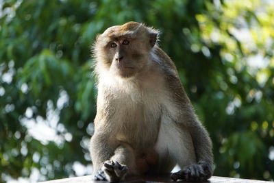 Monkey sitting in a forest