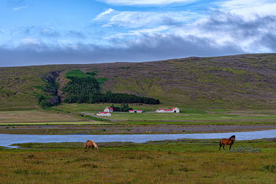 View of horse grazing on field against sky