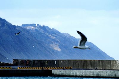 Bird flying over snowcapped mountain against sky