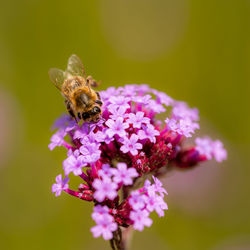 Close-up of bee pollinating on pink flower