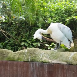 White bird perching on wood