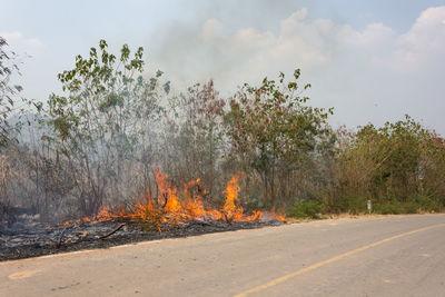 Forest fire in dry wood.