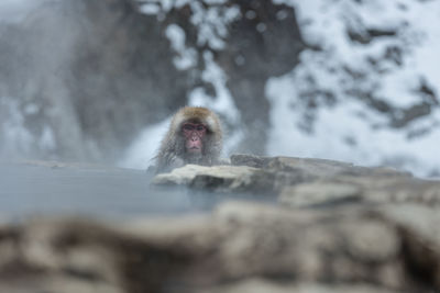 Monkey on rock in snow