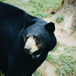 Close-up of bear on field