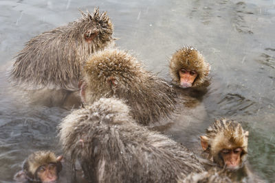 Monkeys swimming in lake during winter