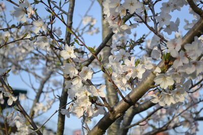 Low angle view of apple blossoms in spring