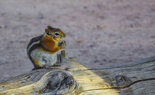 Close-up of squirrel sitting on tree trunk