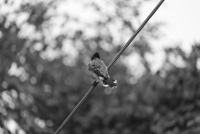 Red-vented bulbul bird on black and white background