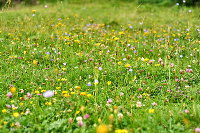 Fresh white flowers in meadow