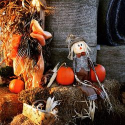 Close-up of pumpkin on wood