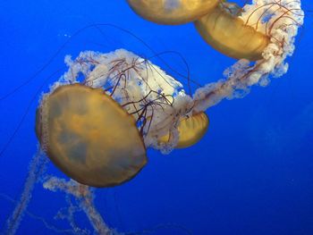 Close-up of jellyfish swimming in sea