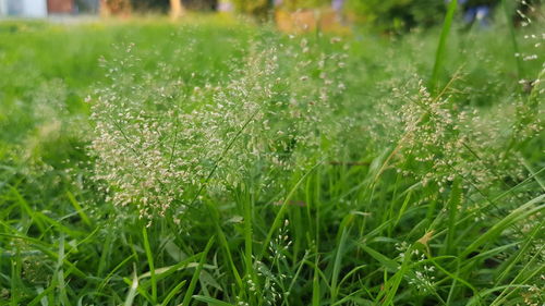 Close-up of grass growing on field