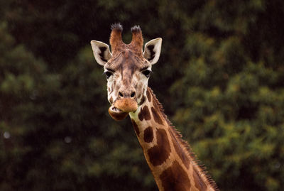 Portrait of giraffe standing outdoors