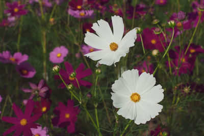 Close-up of white daisy flowers on field