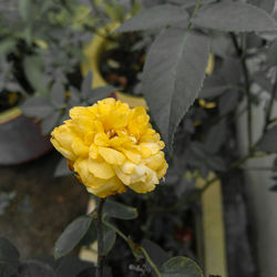 Close-up of yellow flowering plant