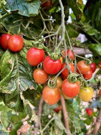 Close-up of tomatoes growing on tree