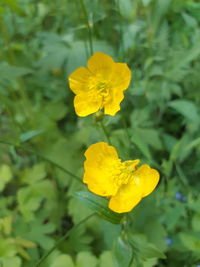 Close-up of yellow rose flower