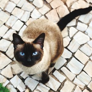 High angle portrait of cat on floor