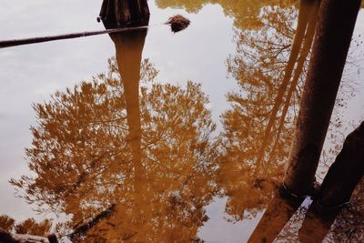 Low angle view of trees against sky