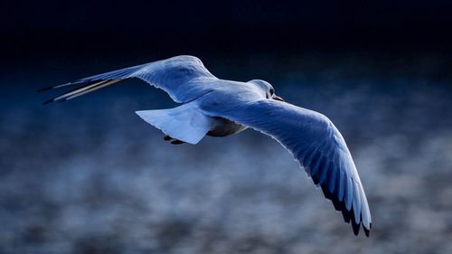 Low angle view of seagull flying