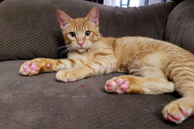 Portrait of cat resting on sofa