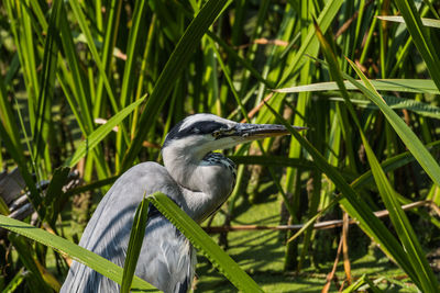 Close-up of a bird perching on grass