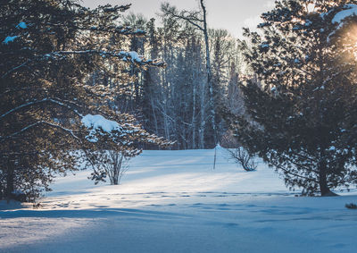 Trees on snow covered field during winter