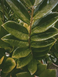 Close-up of green leaves