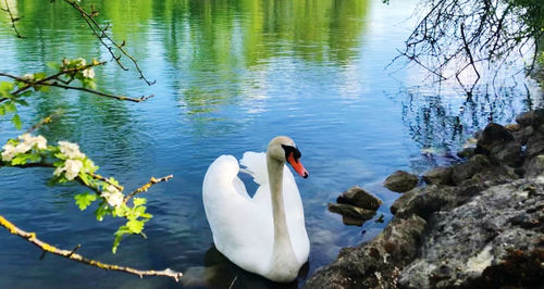 Swans swimming in lake