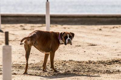 Dog standing on beach