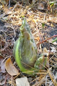 High angle view of plant on field