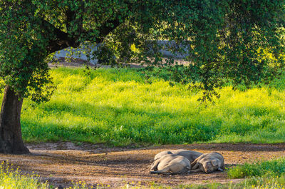 View of a cat resting on field