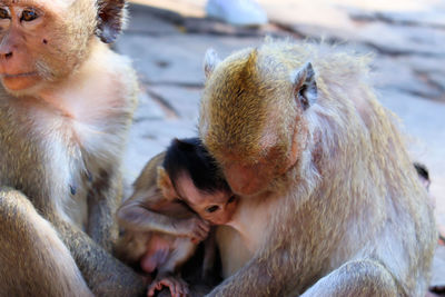 Monkeys sitting