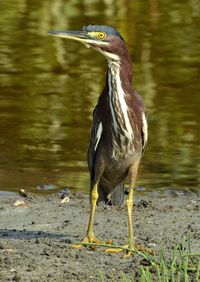 Bird in lake