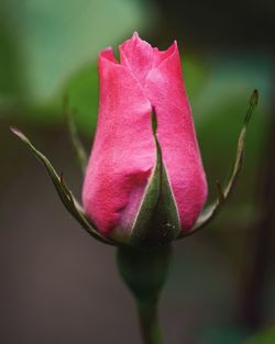 Close-up of pink rose