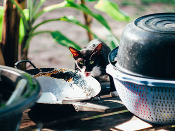 Close-up of cat eating food