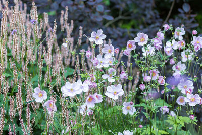 Close-up of flowers blooming outdoors