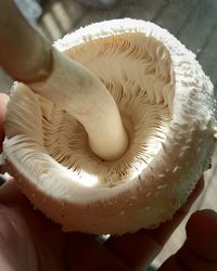 Close-up of hand holding ice cream