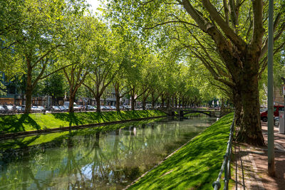 Canal amidst trees in park