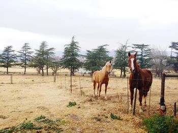 Horses in a field